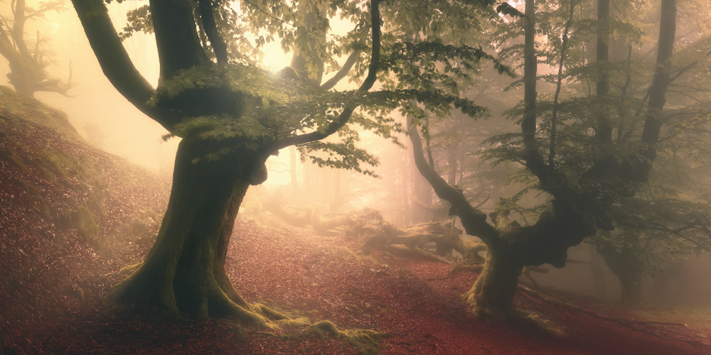 Fangorn forest von Roberto Rivera