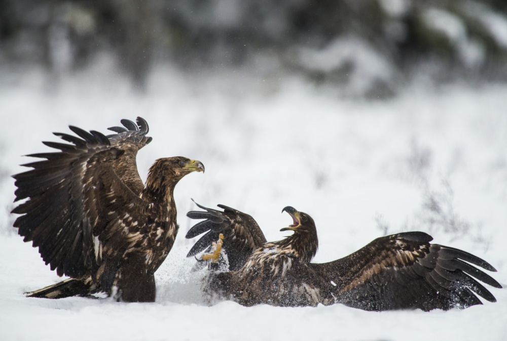 Ready to fight von Robin Eriksson