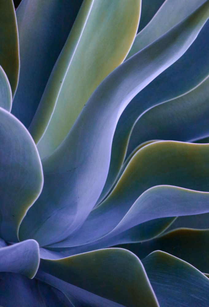 Agave Blues von Robin Wechsler