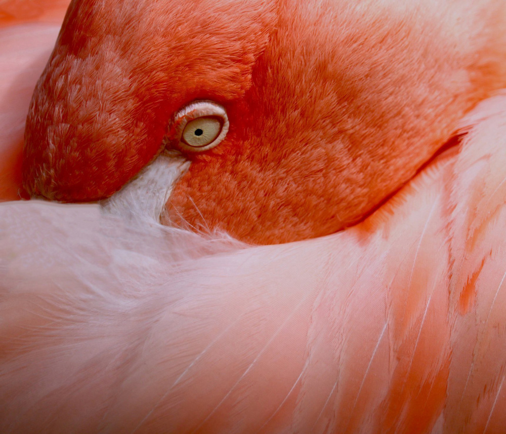 The language of eyes von Robin Wechsler