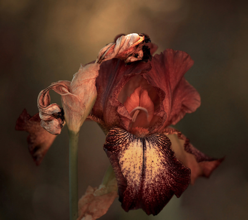 An Iris in Spring von Robin Wechsler