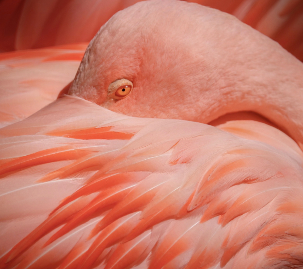 Portrait of a Pink Flamingo von Robin Wechsler