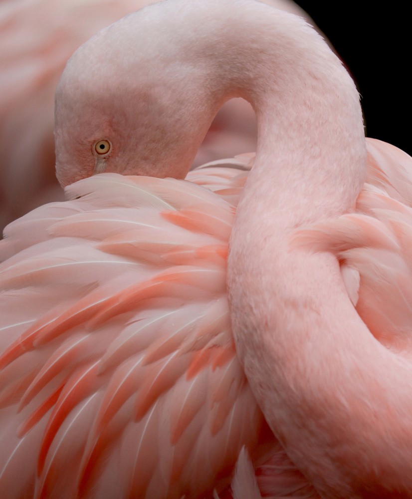 Portrait of a Pink Flamingo von Robin Wechsler