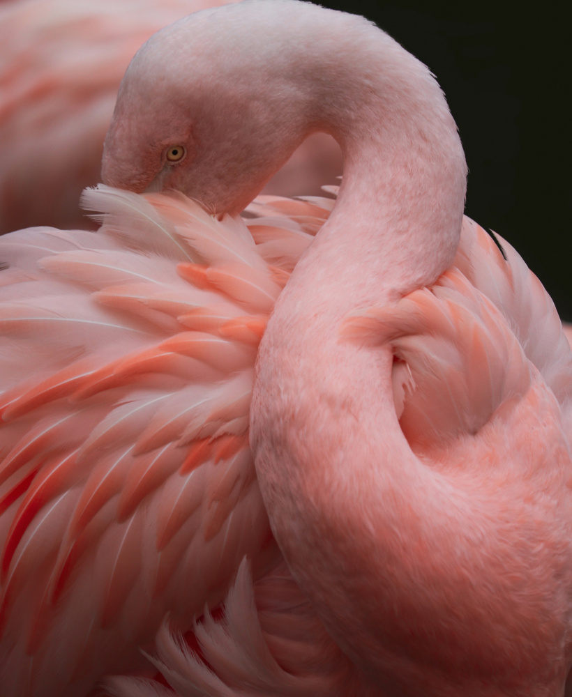 So many feathers von Robin Wechsler