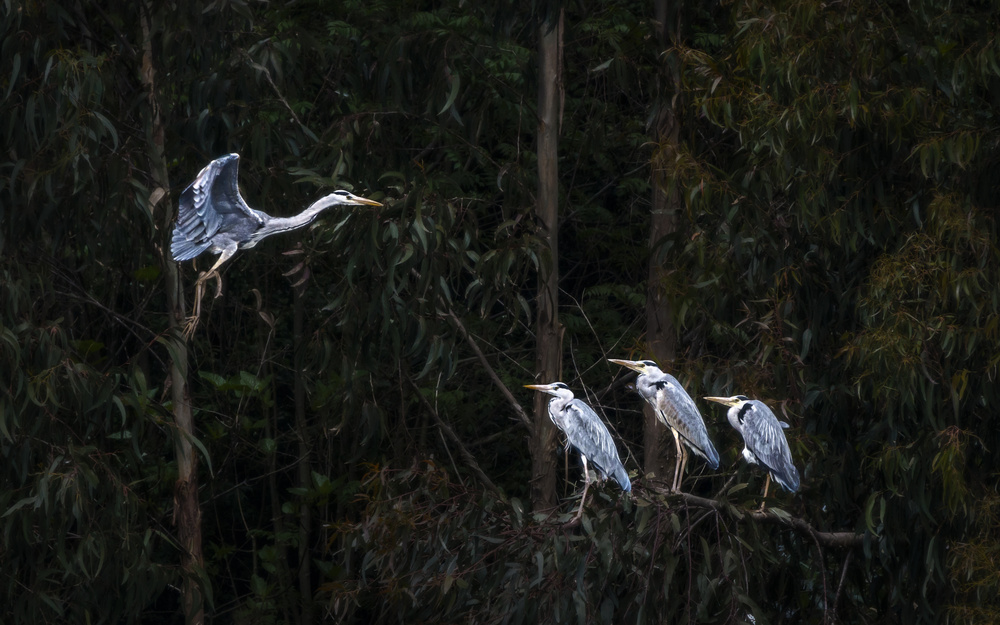 Learn to Fly von Rodrigo Núñez Buj