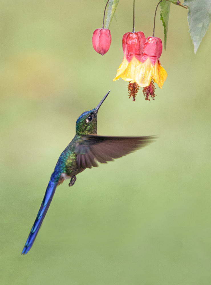 Bells von Roelof de Hoog