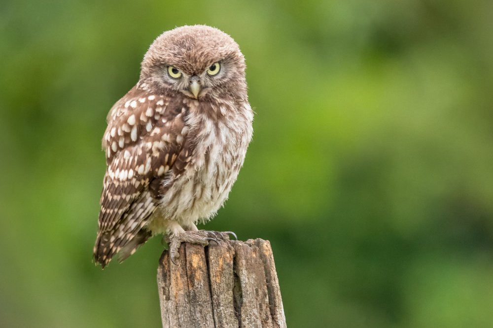 Not amused von Roelof de Hoog