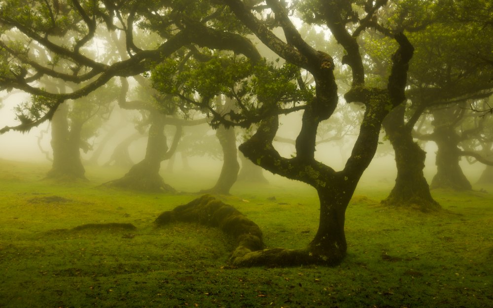 Magic Forest von Rogaczewska