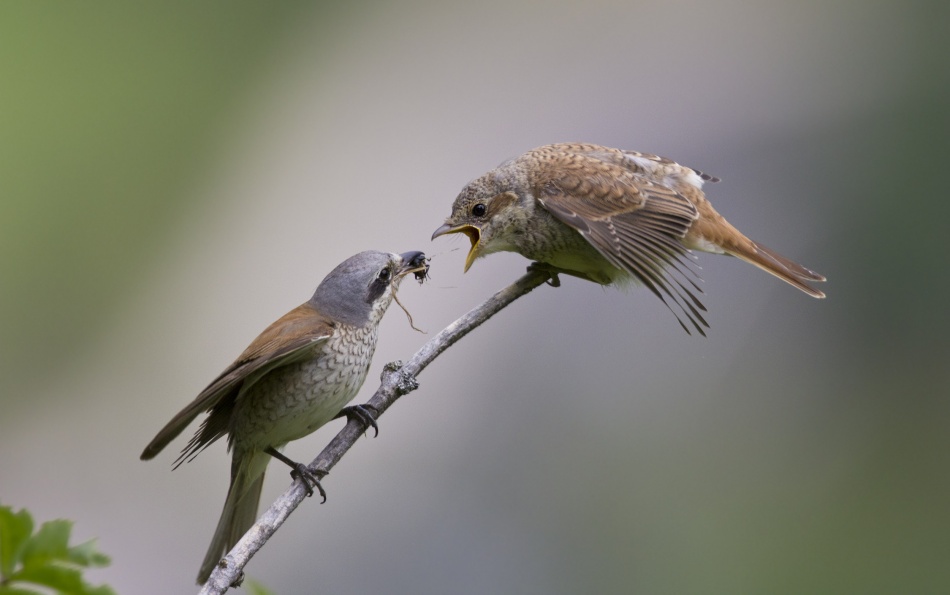 Service von Roland Demetz / Georg Sule