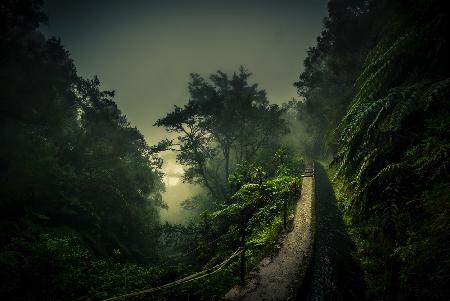 Levada Walk