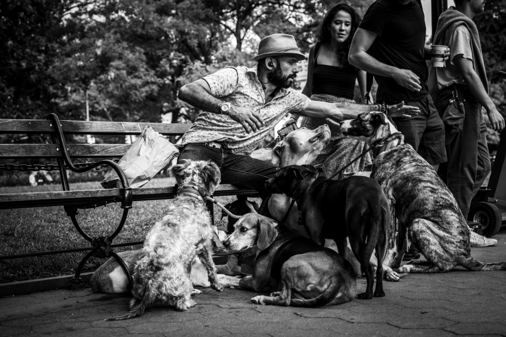 dogs- manhattan von Rolf Gasser