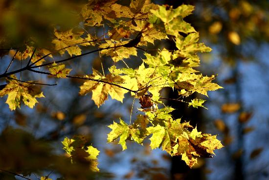 Waldzustandsbericht von Rolf Vennenbernd