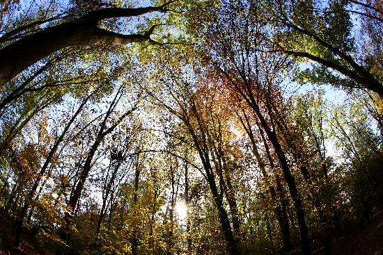 Waldzustandsbericht von Rolf Vennenbernd