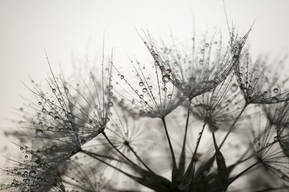 Fluff with dew von Roman Chudaš