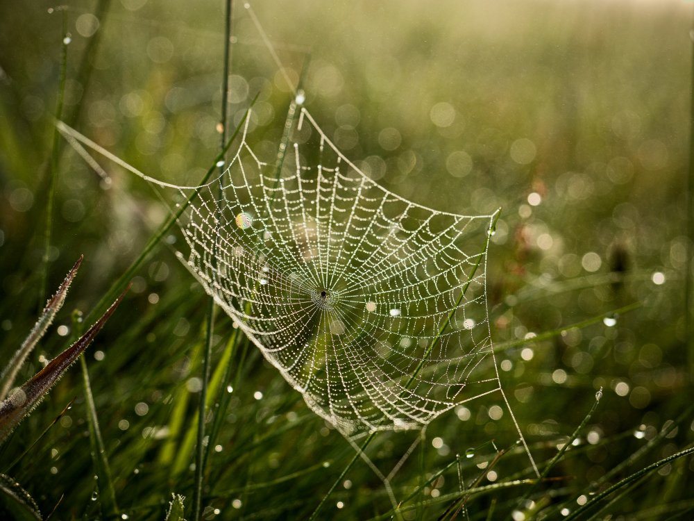 Cobweb and dew no. 2 von Roman Chudaš