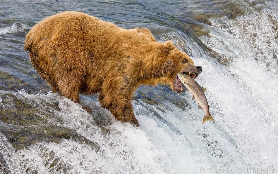 Alaska. The Catch von Roman Golubenko