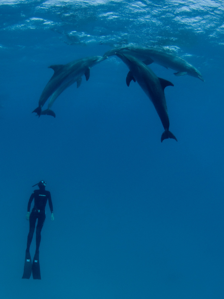 Dolphins and the woman 2 von Romano Molinari