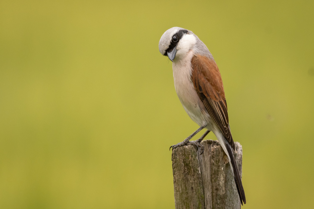 Red-backed Shrike von Romeo Chitu