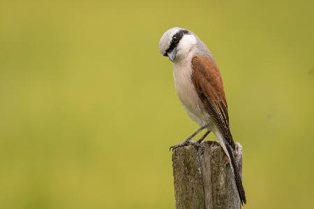 Red-backed Shrike