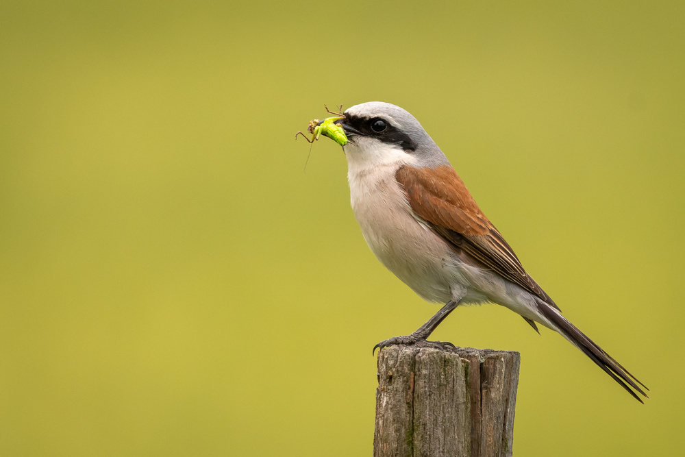 Red-backed Shrike von Romeo Chitu