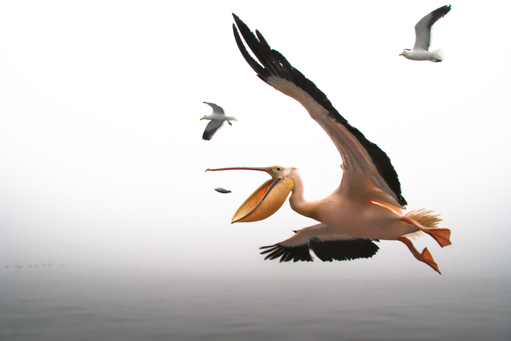 Pelican breakfast von Romulo Rejon