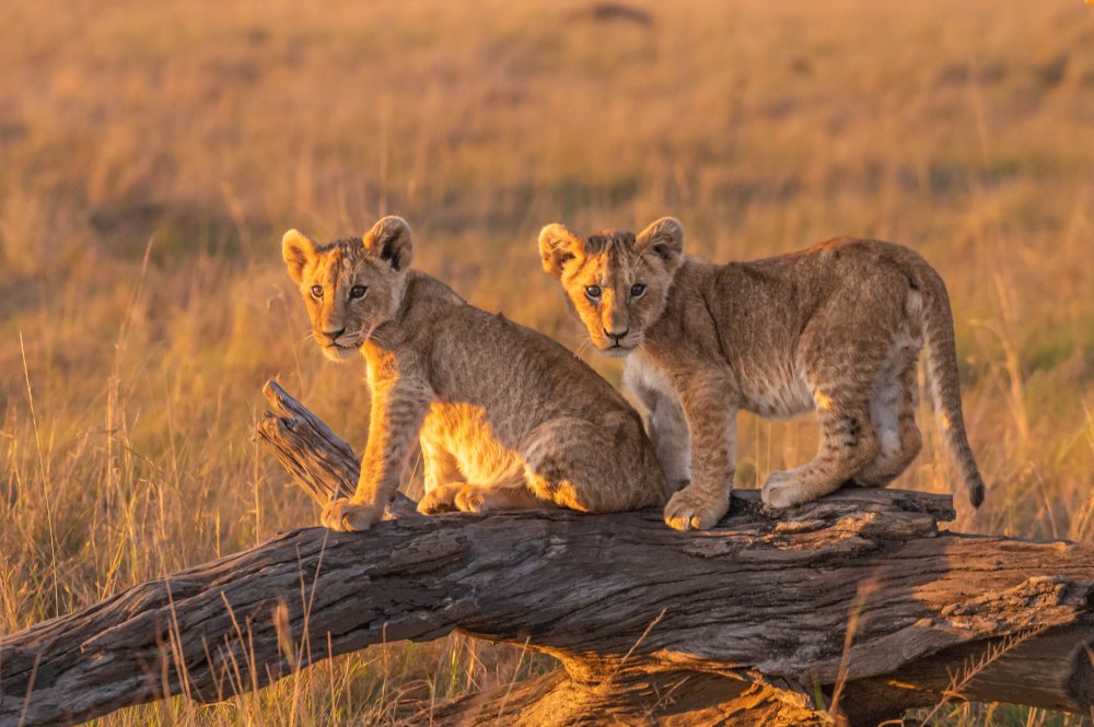 Lion Puppies von Ronen Rosenblatt