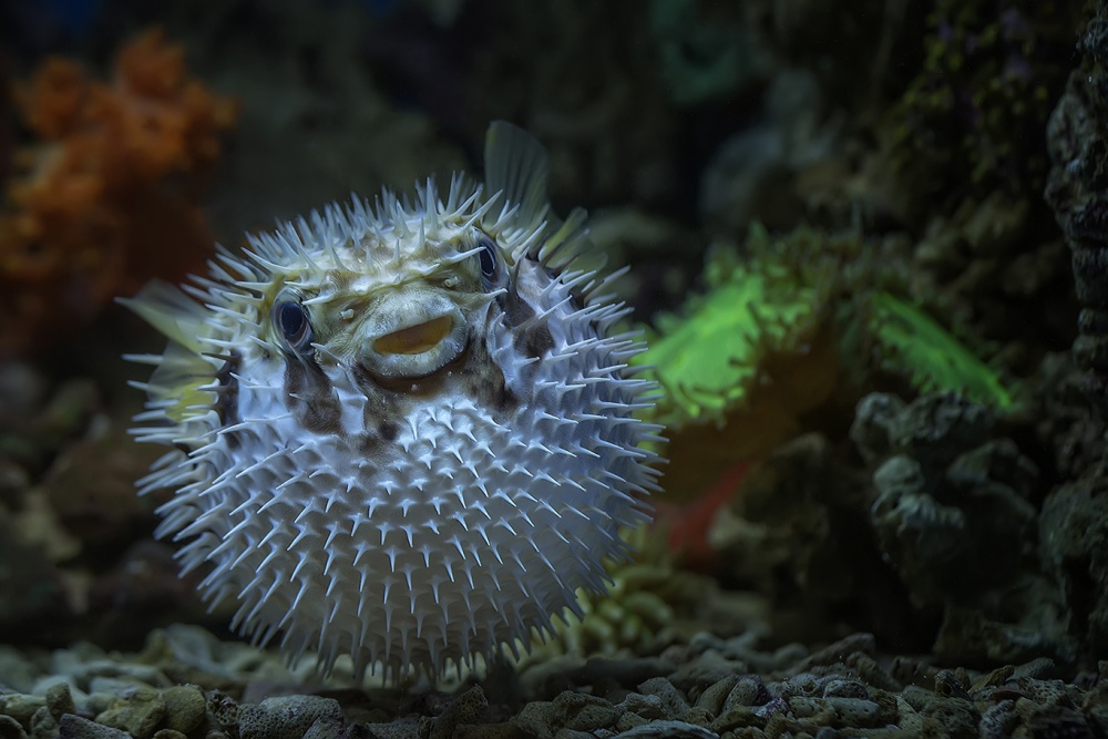 Pufferfish Tetraodontidae von Ronni Santoso