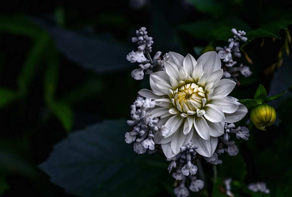 Dahlia flower von Ronny Olsson