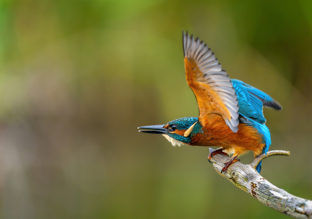 Common Kingfisher von Ronny Olsson