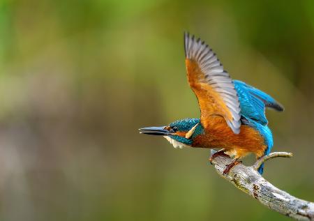 Common Kingfisher