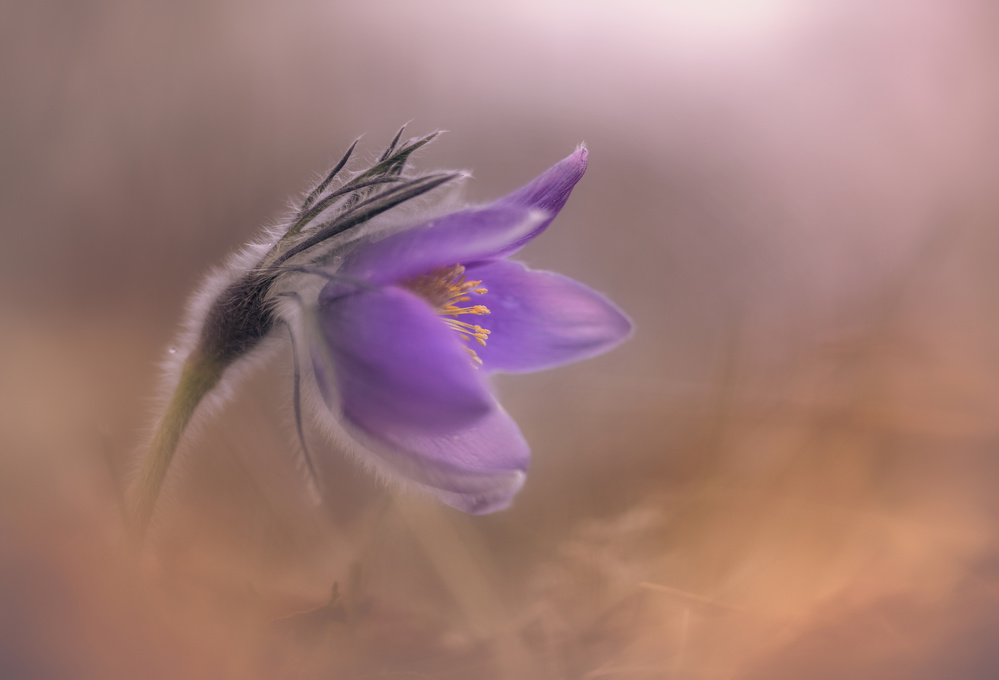 Pulsatilla vulgaris von Ronny Olsson