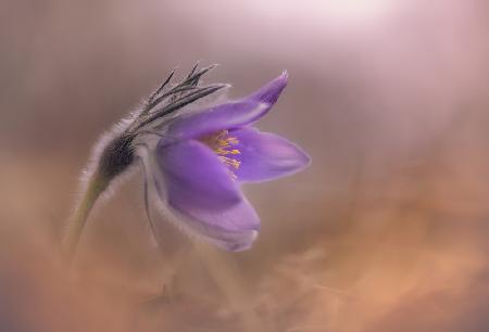 Pulsatilla vulgaris