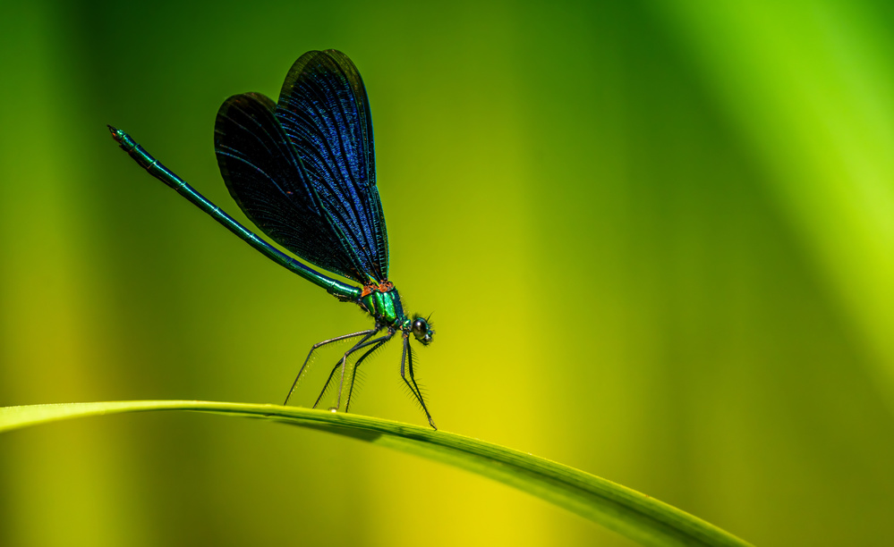 Beautiful demoiselle von Ronny Olsson