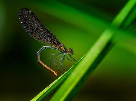 Beautiful demoiselle	