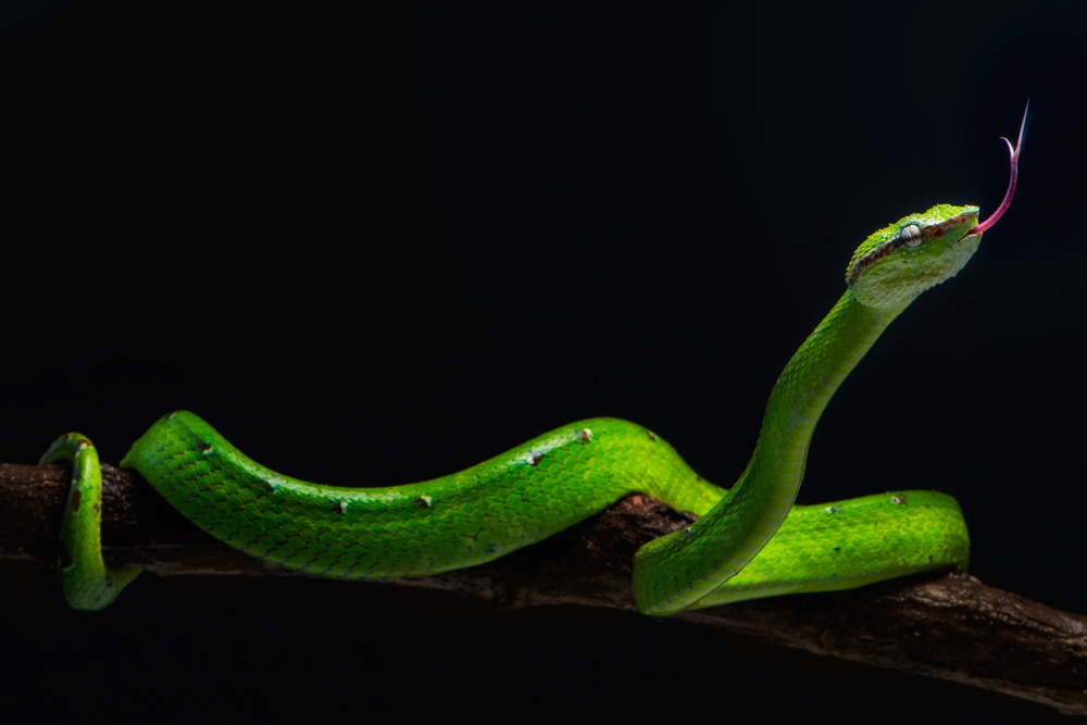 borneo viper von Rooswandy Juniawan