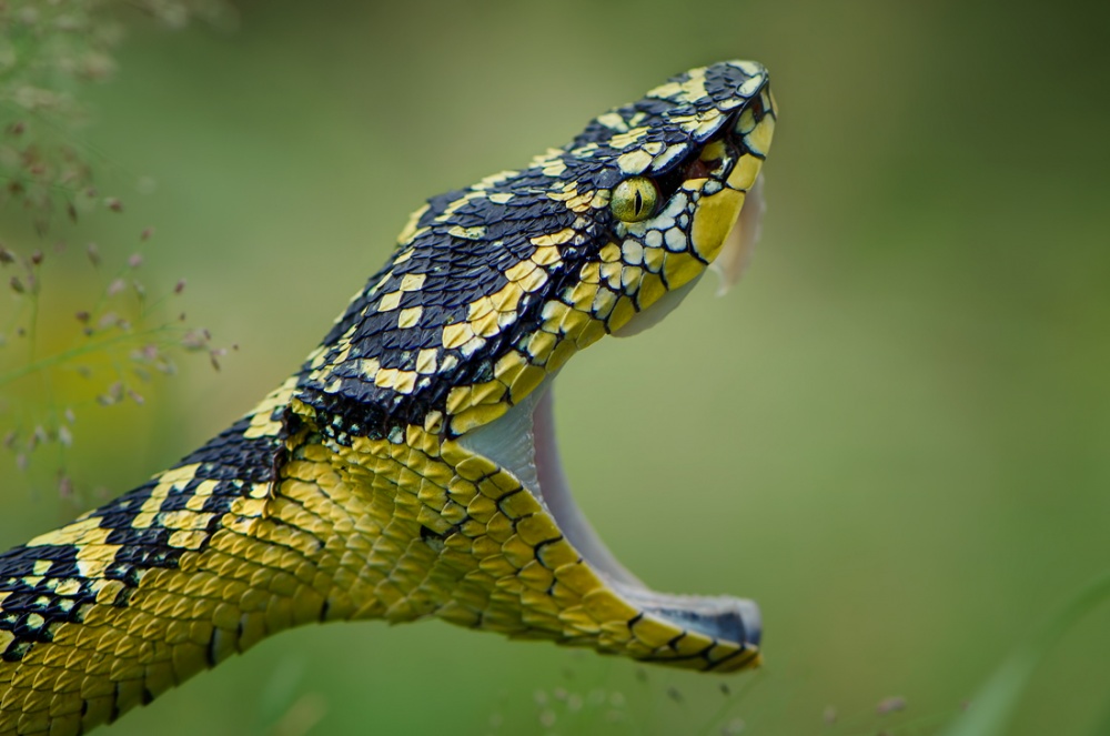 borneo viper von Rooswandy Juniawan