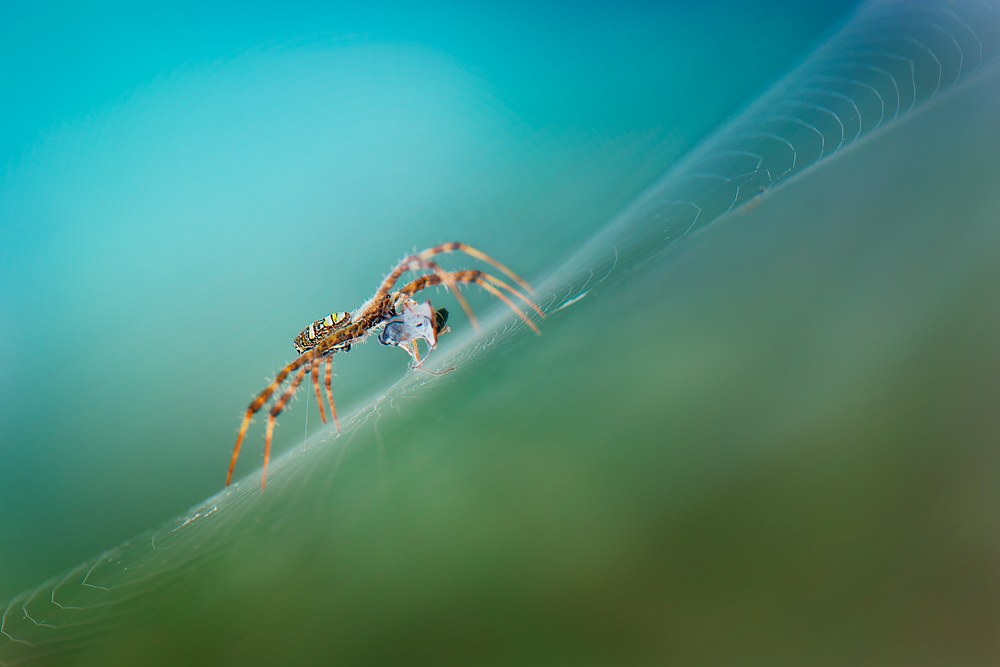 trapped II von Rooswandy Juniawan