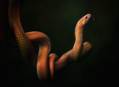 kingsnake