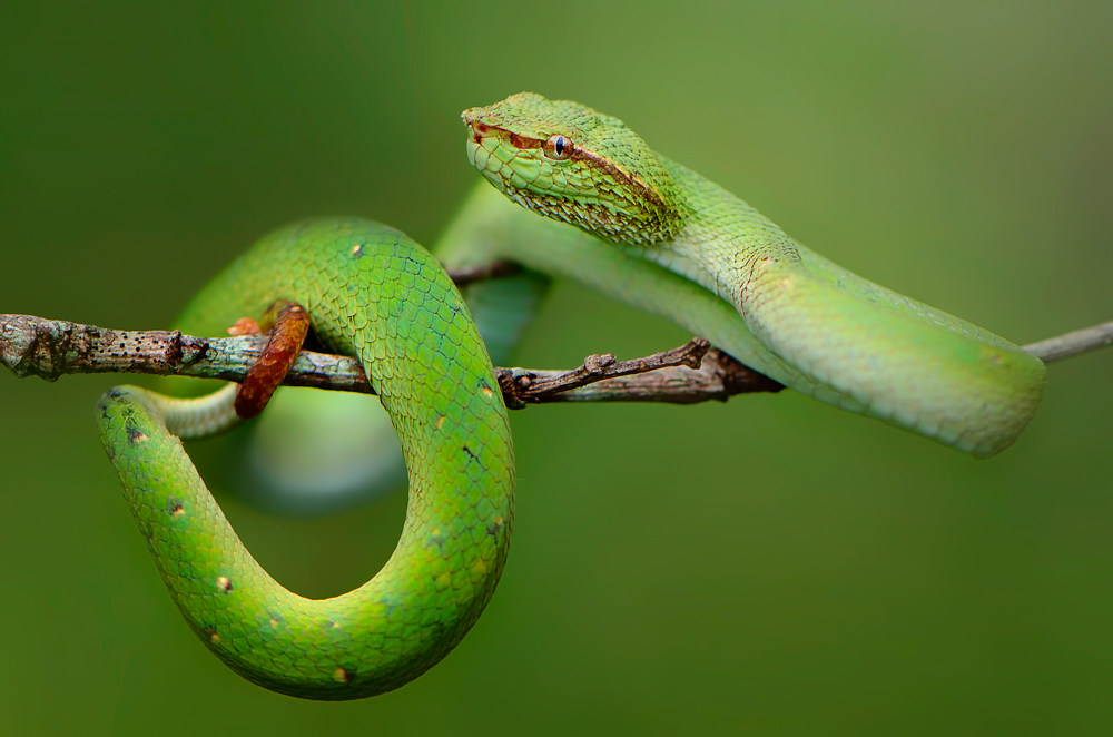 beautiful beast von Rooswandy Juniawan