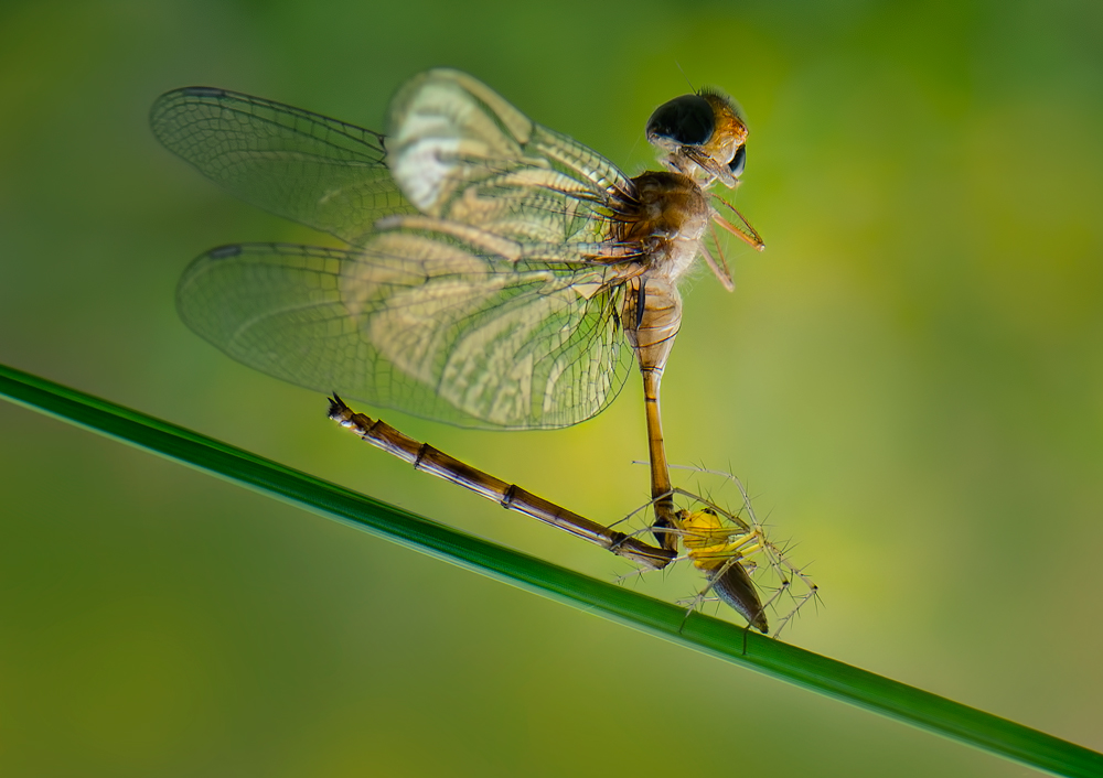 strong little spider von Rooswandy Juniawan