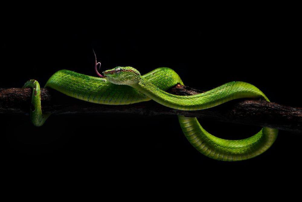 Viper eins von Rooswandy Juniawan