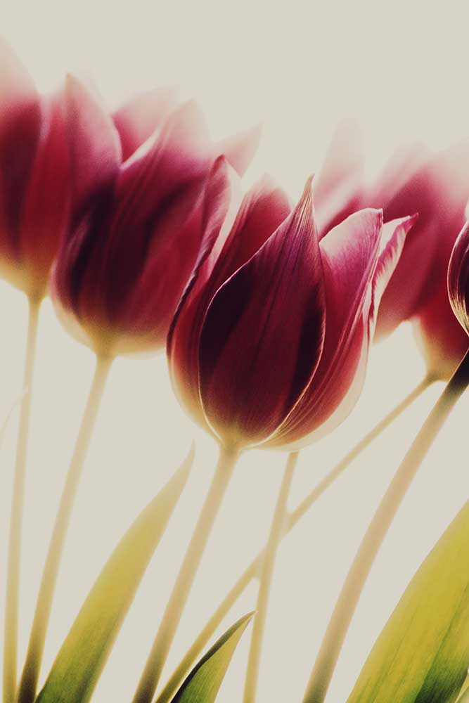 Tulpen von Rosalinde Philippin-Lipscomb