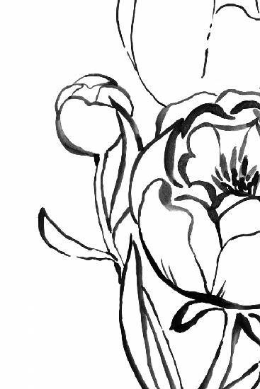 Anuman peony line art