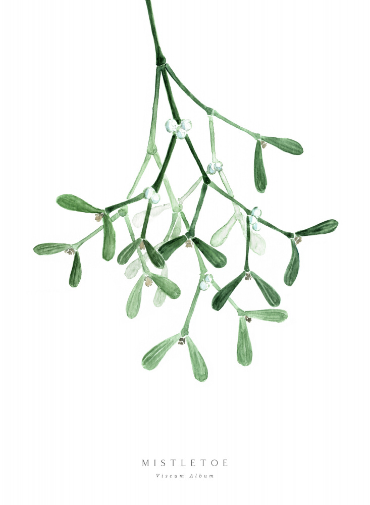 Watercolor mistletoe von Rosana Laiz Blursbyai