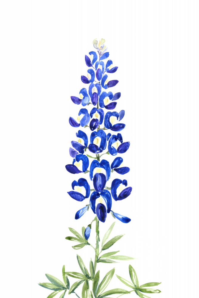 Watercolor Texas bluebonnet von Rosana Laiz Blursbyai