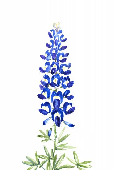 Watercolor Texas bluebonnet