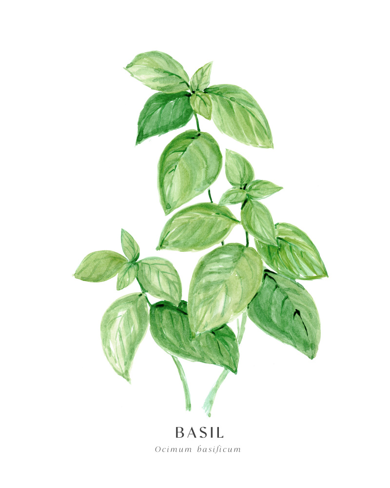 Basil I von Rosana Laiz Blursbyai