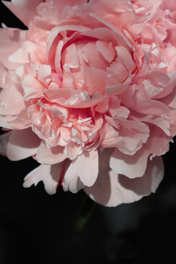 Blush peony V von Rosana Laiz Blursbyai