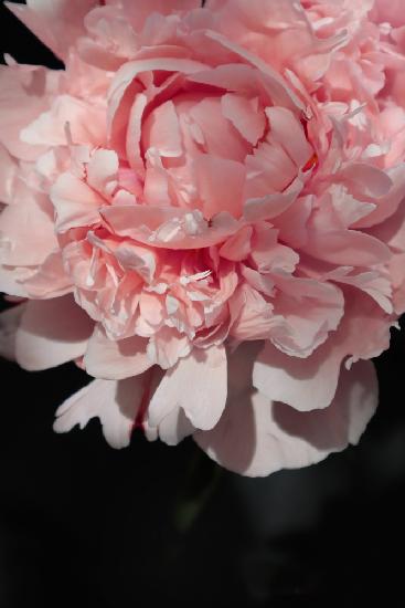 Blush peony V