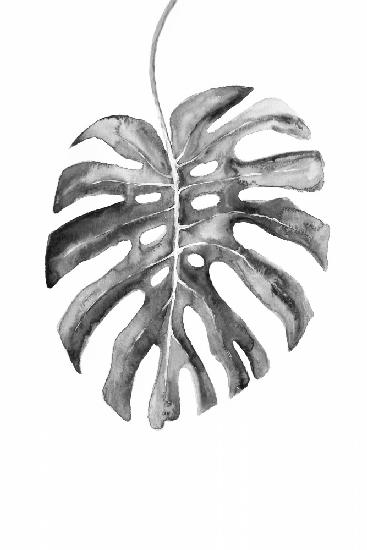 BW monstera leaf